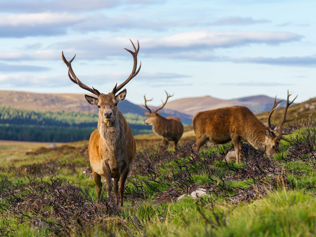 Red deer in the Scottish Highlands for wildlife photography europe.