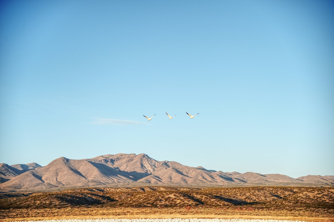 Sandhill crane wildlife photography New Mexico travel guide Bosque del Apache.