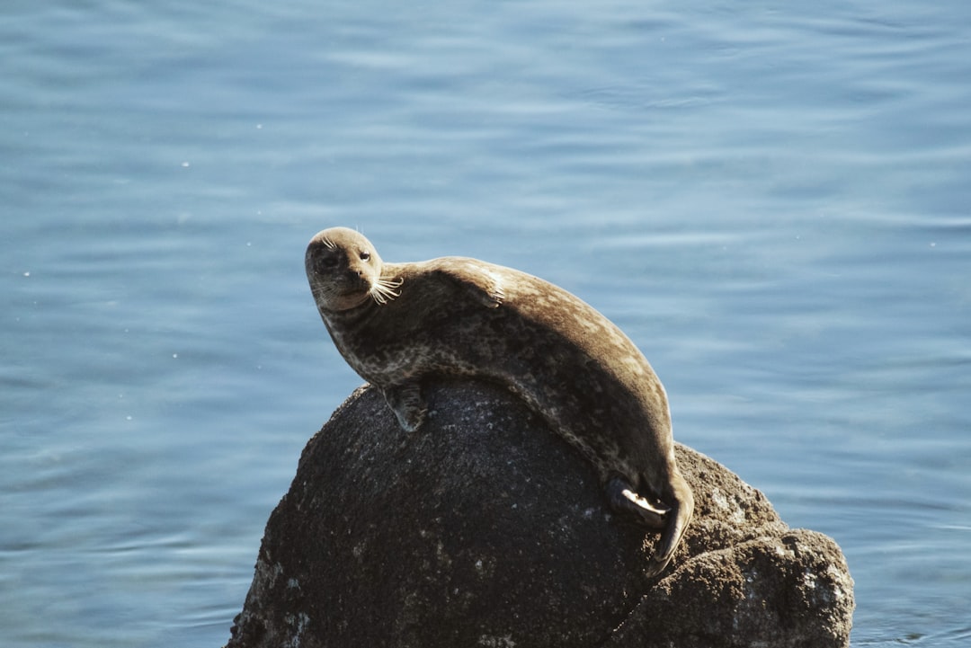 Sea otter in Monterey Bay California wildlife photography.
