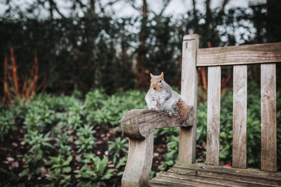 Urban red fox sitting in a London park representing London wildlife spots.