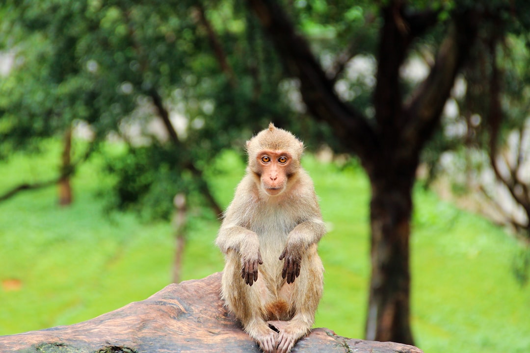 Wild Formosan Rock Macaque in a Taiwan forest for wildlife photography.