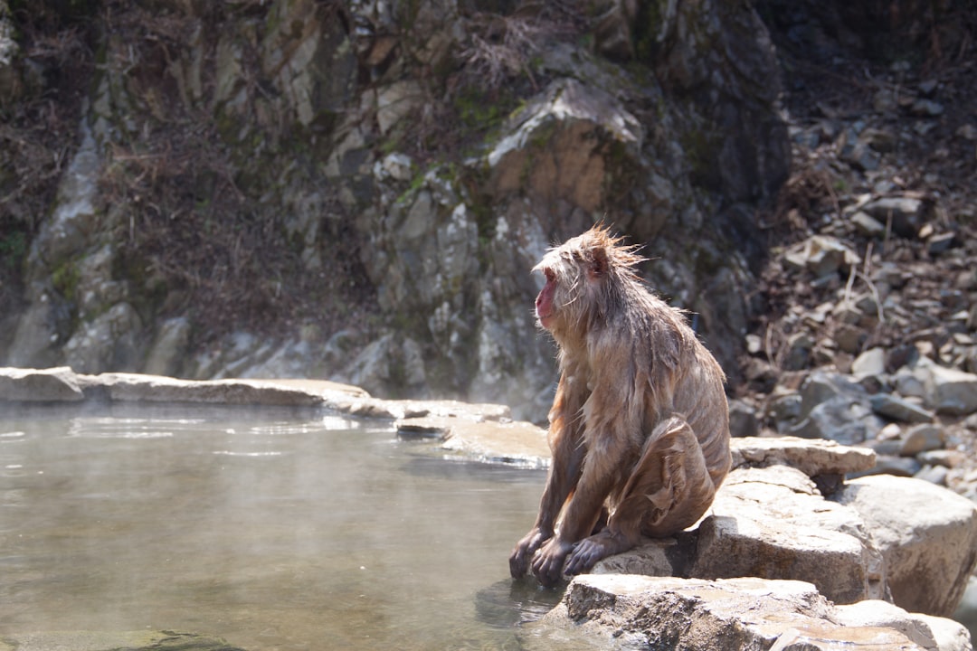 Wild Japanese macaque in nature for wildlife photography in Japan.