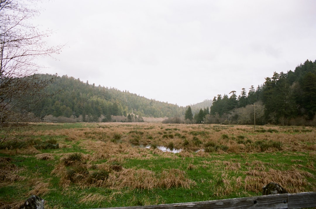 Roosevelt elk grazing in Redwood National Park California wildlife.